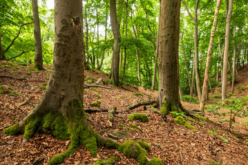 Stunning old beech trees in a peaceful spring forest, Hohenstein Nature Reserve, Süntel,...