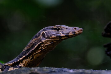 monitor lizard leaned forward only see the header with a black background