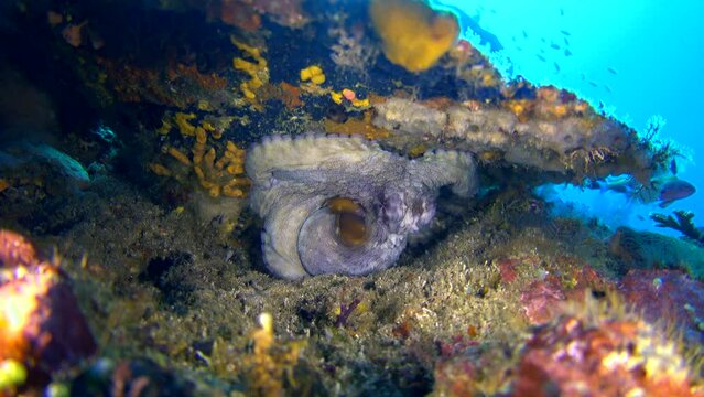 Reef octopus (Octopus Cyanea) hiding under coral