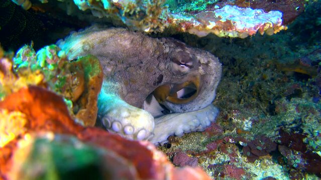 Reef octopus (Octopus Cyanea) hiding with damselfish biting it