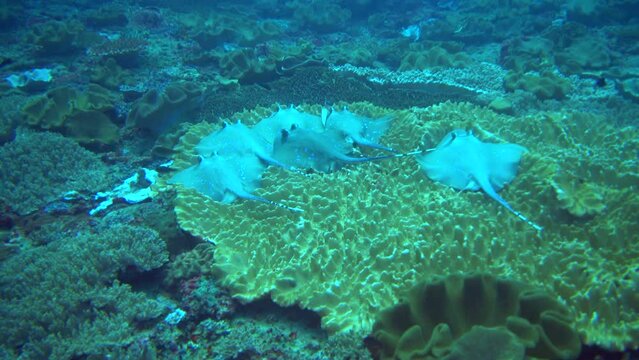 Bunch of blue-spotted stingrays (Dasyatis kuhlii) resting on soft coral