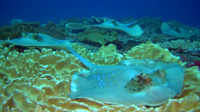 Bunch of blue-spotted stingrays (Dasyatis kuhlii) resting on soft coral