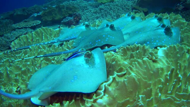 Bunch of blue-spotted stingrays (Dasyatis kuhlii) resting on soft coral