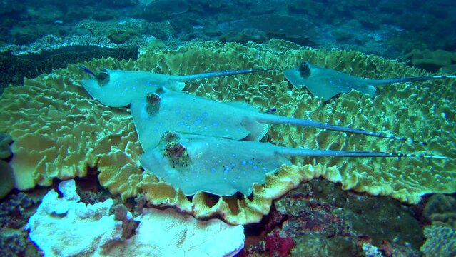 Bunch of blue-spotted stingrays (Dasyatis kuhlii) resting on soft coral