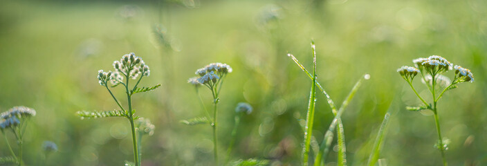 dewy flowers and grass with nice soft artistic bokeh