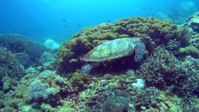 Hawksbill turtle (Eretmochelys imbricata) swimming over reef