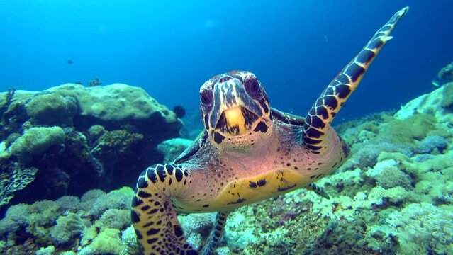 Hawksbill turtle (Eretmochelys imbricata) swimming over reef then straight to camera