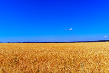 Ripe wheat field and blue sky. Agriculture. Growing food. weeds. A huge wheat field of mature ears to the horizon. High quality. Cultivation of grain crops. Organic farming.