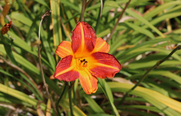 Beautiful dark orange lily bloom surrounded with soft green foliage