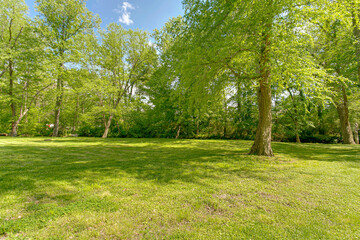 Fototapeta na wymiar Park with green grass and trees with sunshine sunny blue sky
