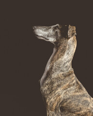 Obraz premium El agradecimiento de un galgo adoptado