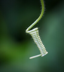 close up macro photo of a small creeper..