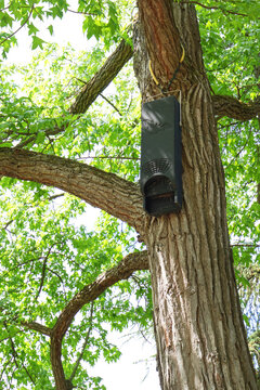 Microbat nestbox, forest bats nestbox, batshouse on a tree