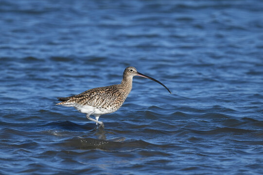 Eurasian curlew // Gro&szlig;er Brachvogel (Numenius arquata) 
