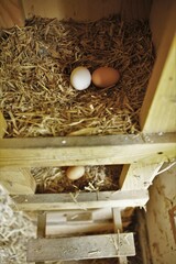 Drei Eier im H&uuml;hnerstall mit Strohnestern