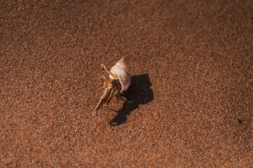 Little cute crab squeezing its shell