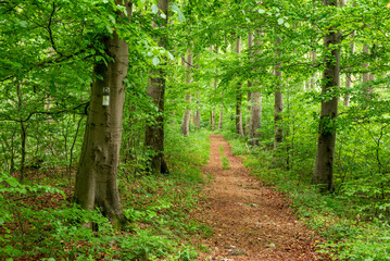 Straight forest hiking path lined by beech trees with lush green foliage, section of the...
