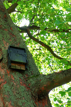 Microbat nestbox, forest bats nestbox, batshouse on a tree