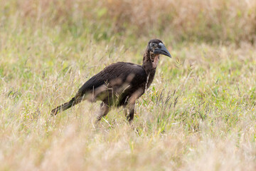Bucorve du Sud, Grand calao terrestre, immature, Bucorvus leadbeateri, Southern Ground Hornbill