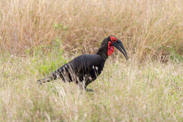 Bucorve du Sud, Grand calao terrestre, Bucorvus leadbeateri, Southern Ground Hornbill