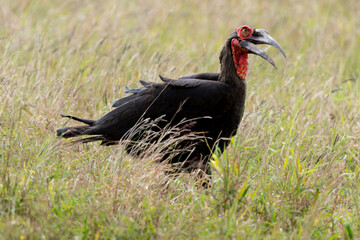 Bucorve du Sud, Grand calao terrestre, Bucorvus leadbeateri, Southern Ground Hornbill