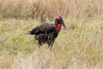 Bucorve du Sud, Grand calao terrestre, Bucorvus leadbeateri, Southern Ground Hornbill