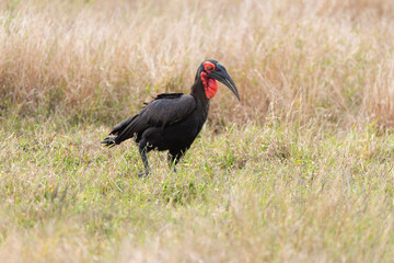Bucorve du Sud, Grand calao terrestre, Bucorvus leadbeateri, Southern Ground Hornbill