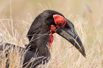 Bucorve du Sud, Grand calao terrestre, Bucorvus leadbeateri, Southern Ground Hornbill