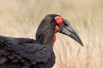 Bucorve du Sud, Grand calao terrestre, Bucorvus leadbeateri, Southern Ground Hornbill