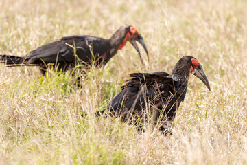 Bucorve du Sud, Grand calao terrestre, Bucorvus leadbeateri, Southern Ground Hornbill