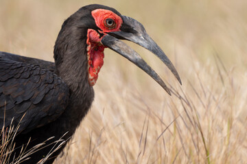 Obraz premium Bucorve du Sud, Grand calao terrestre, Bucorvus leadbeateri, Southern Ground Hornbill