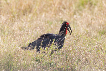 Bucorve du Sud, Grand calao terrestre, Bucorvus leadbeateri, Southern Ground Hornbill