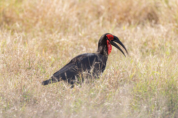 Bucorve du Sud, Grand calao terrestre, Bucorvus leadbeateri, Southern Ground Hornbill