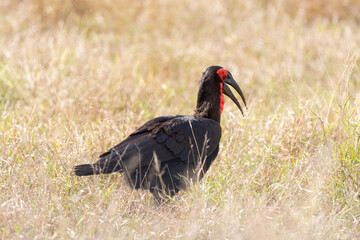 Bucorve du Sud, Grand calao terrestre, Bucorvus leadbeateri, Southern Ground Hornbill