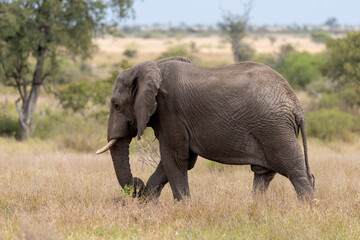 Naklejka na ściany i meble Éléphant d'Afrique, Loxodonta africana, Parc national Kruger, Afrique du Sud