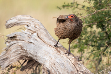 Francolin de Swainson,.Pternistis swainsonii , Swainson's Spurfowl