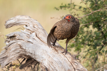 Francolin de Swainson,.Pternistis swainsonii , Swainson's Spurfowl
