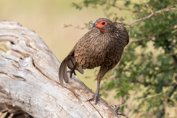 Francolin de Swainson,.Pternistis swainsonii , Swainson's Spurfowl