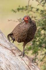 Francolin de Swainson,.Pternistis swainsonii , Swainson's Spurfowl