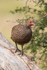 Francolin de Swainson,.Pternistis swainsonii , Swainson's Spurfowl