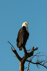 Pygargue vocifère, .Haliaeetus vocifer , African Fish Eagle, Parc national Kruger, Afrique du Sud