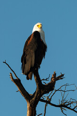 Pygargue vocifère, .Haliaeetus vocifer , African Fish Eagle, Parc national Kruger, Afrique du Sud