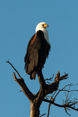 Pygargue vocifère, .Haliaeetus vocifer , African Fish Eagle, Parc national Kruger, Afrique du Sud