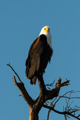Pygargue vocifère, .Haliaeetus vocifer , African Fish Eagle, Parc national Kruger, Afrique du Sud