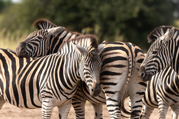 Z&egrave;bre de Burchell, Equus quagga, Parc national Marachele, Afrique du Sud
