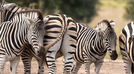 Fototapeta premium Zèbre de Burchell, Equus quagga, Parc national Marachele, Afrique du Sud