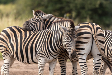 Z&egrave;bre de Burchell, Equus quagga, Parc national Marachele, Afrique du Sud
