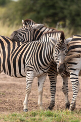 Zèbre de Burchell, Equus quagga, Parc national Marachele, Afrique du Sud