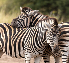 Zèbre de Burchell, Equus quagga, Parc national Marachele, Afrique du Sud