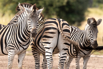 Z&egrave;bre de Burchell, Equus quagga, Parc national Marachele, Afrique du Sud